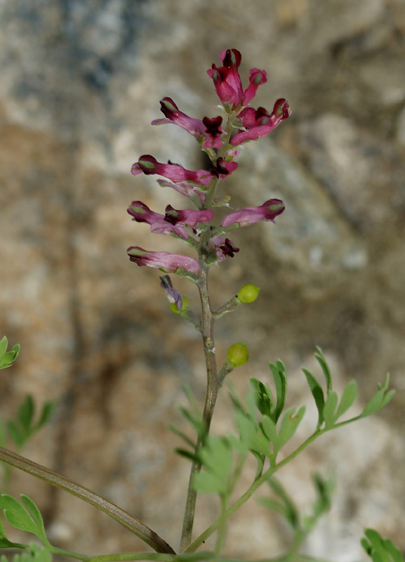 Fumaria officinalis subsp. wirtgenii / Fumaria di Wirtgen